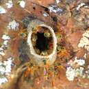 Image of Fiebrig's Stingless Bee