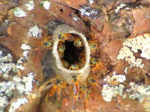 Image of Fiebrig's Stingless Bee