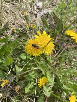 صورة Eristalis kyokoae (Kimura 1986)