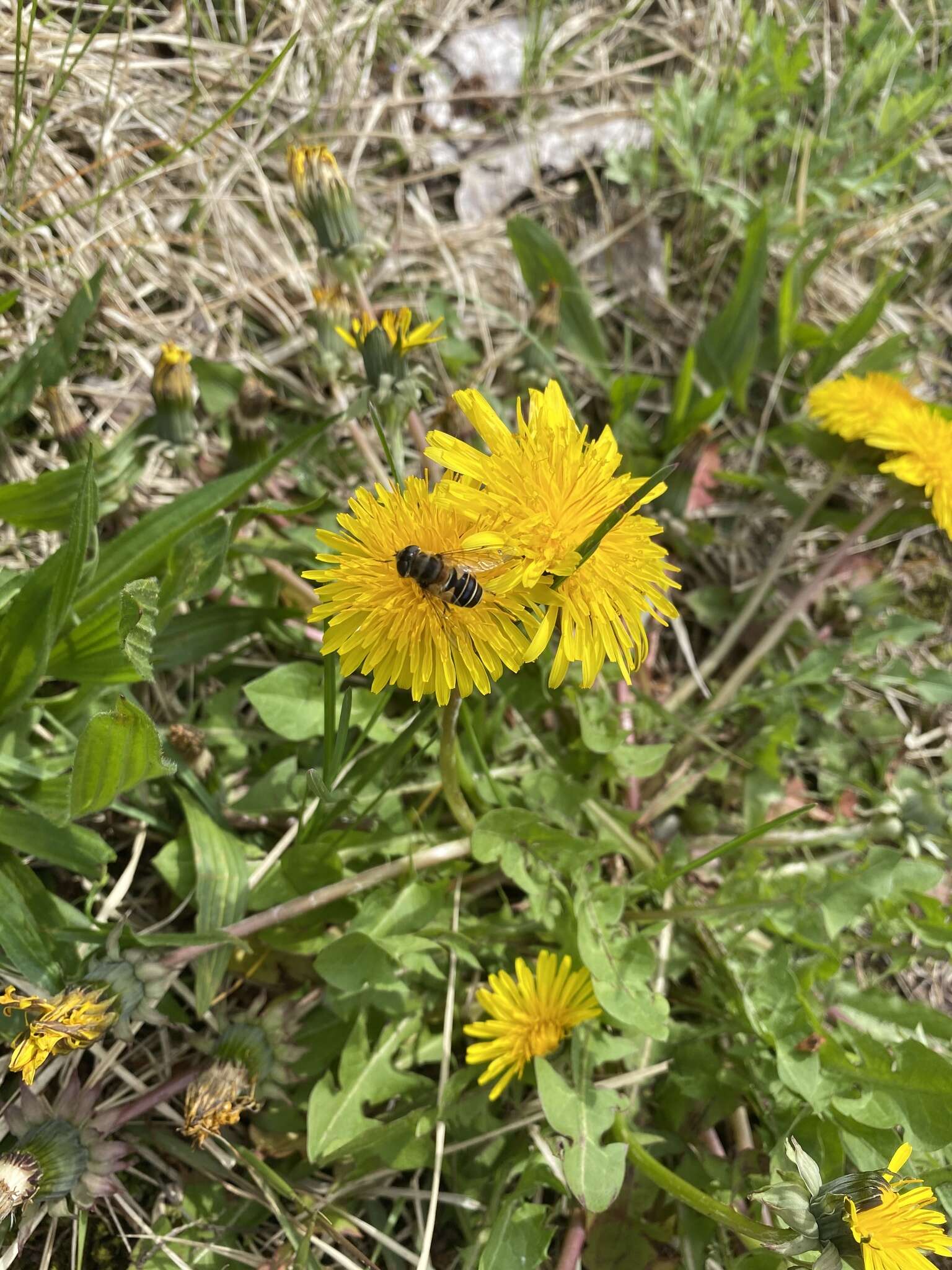 Image of Eristalis kyokoae (Kimura 1986)