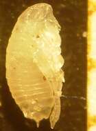 Image of Cat Flea