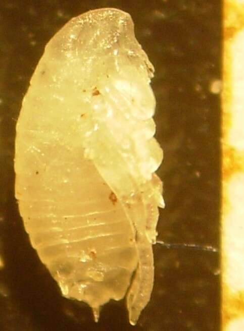 Image of Cat Flea