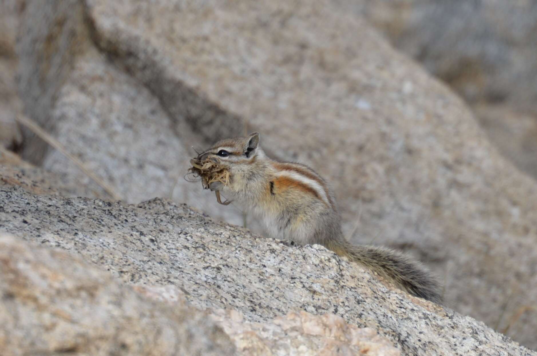 Image of Alpine Chipmunk