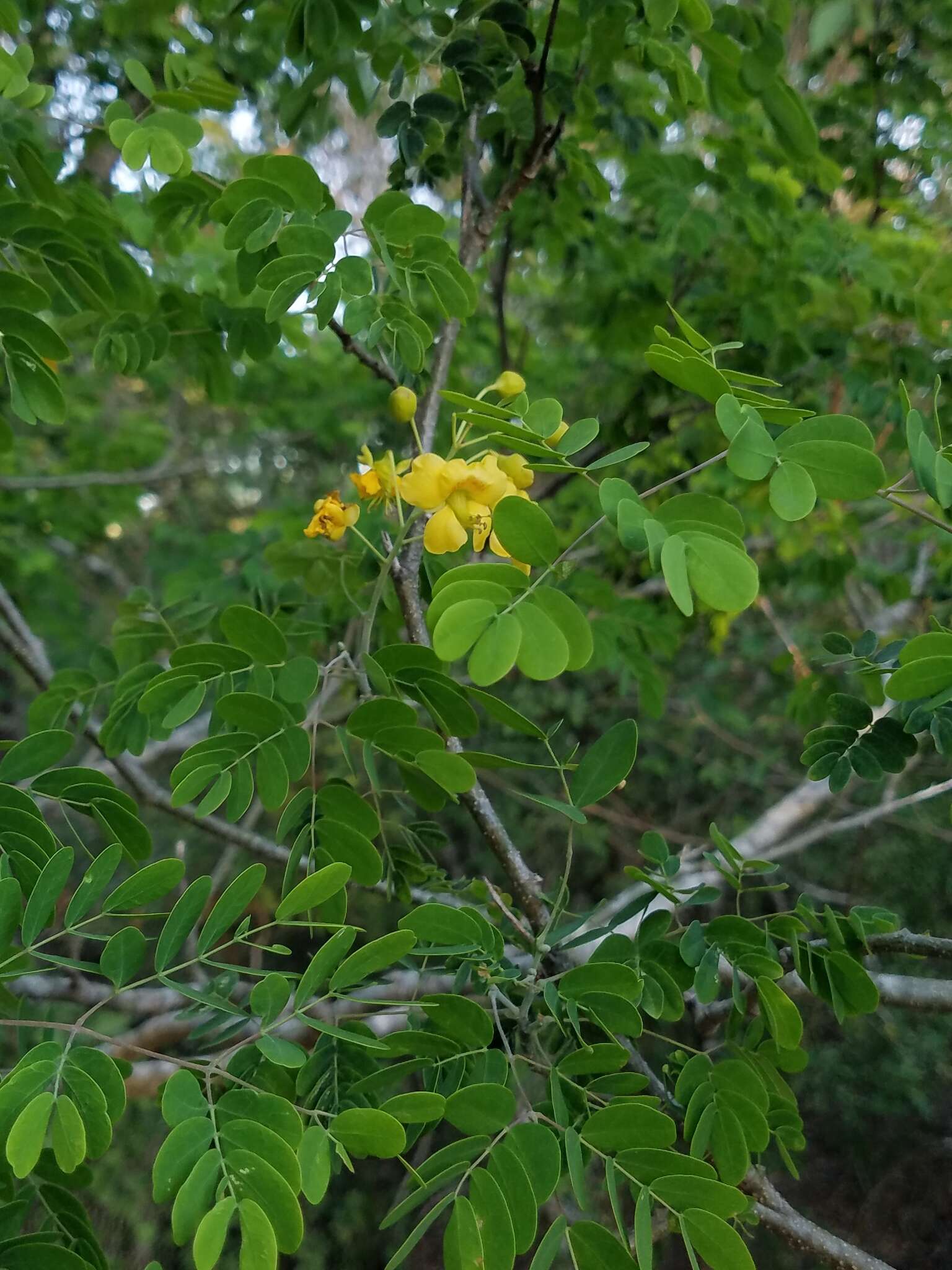 Image of <i>Erythrostemon mexicanus</i>