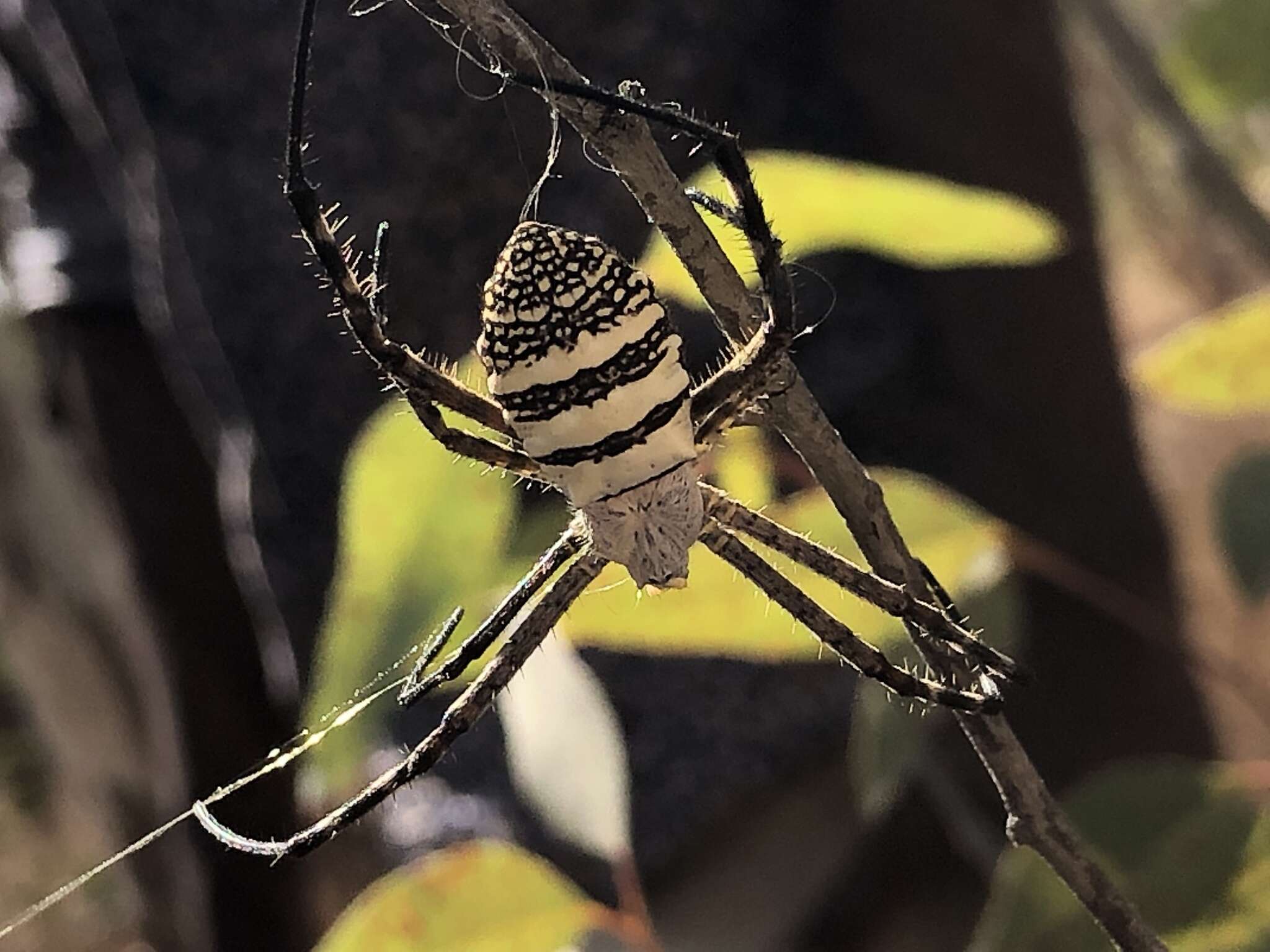 Image of Oval St Andrew's Cross Spider