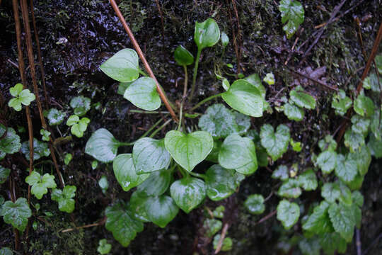 Plancia ëd Claytonia sibirica L.