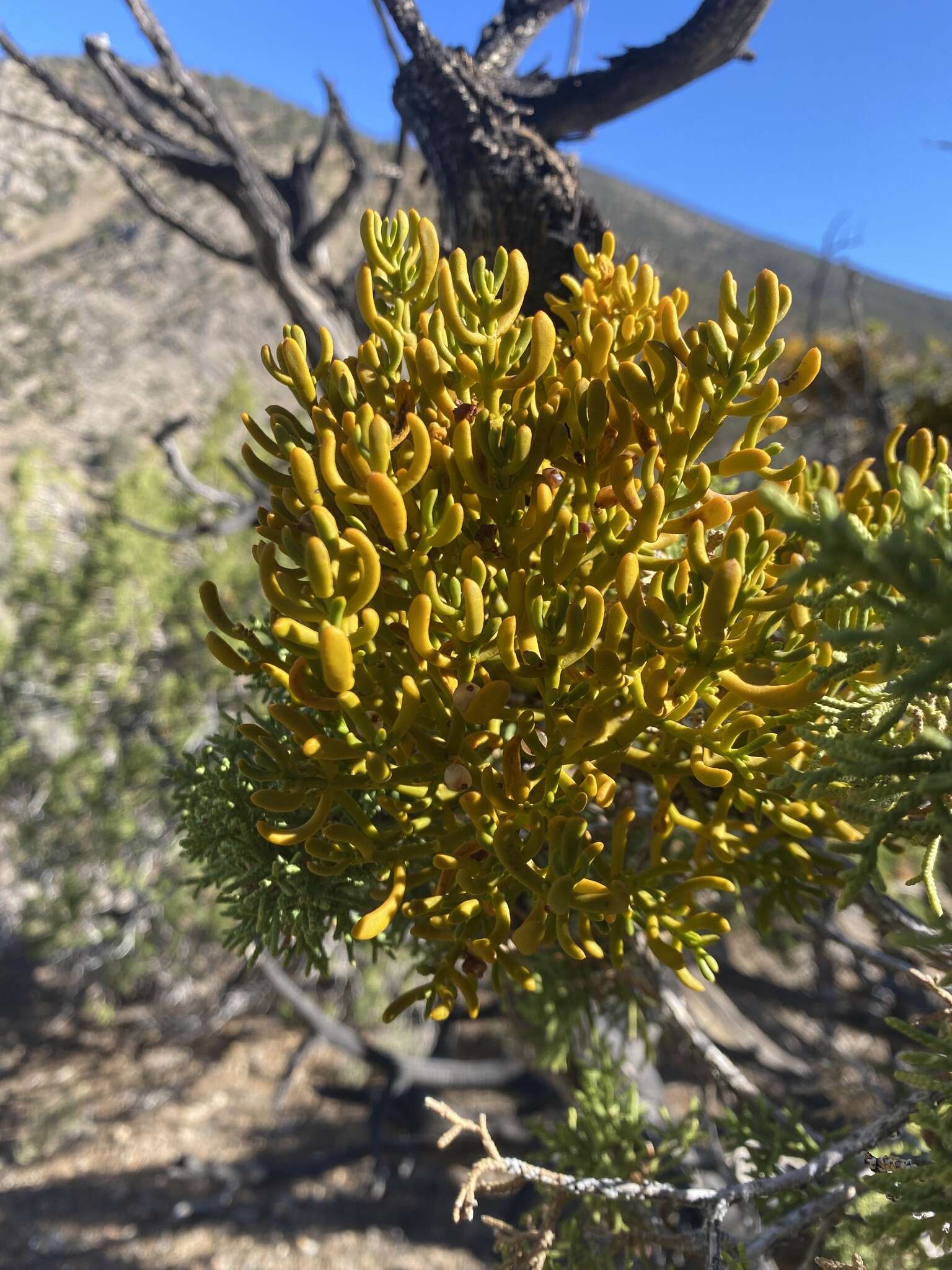 Image of dense mistletoe