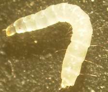 Image of Cat Flea