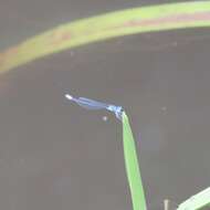 Image of Turquoise Bluet