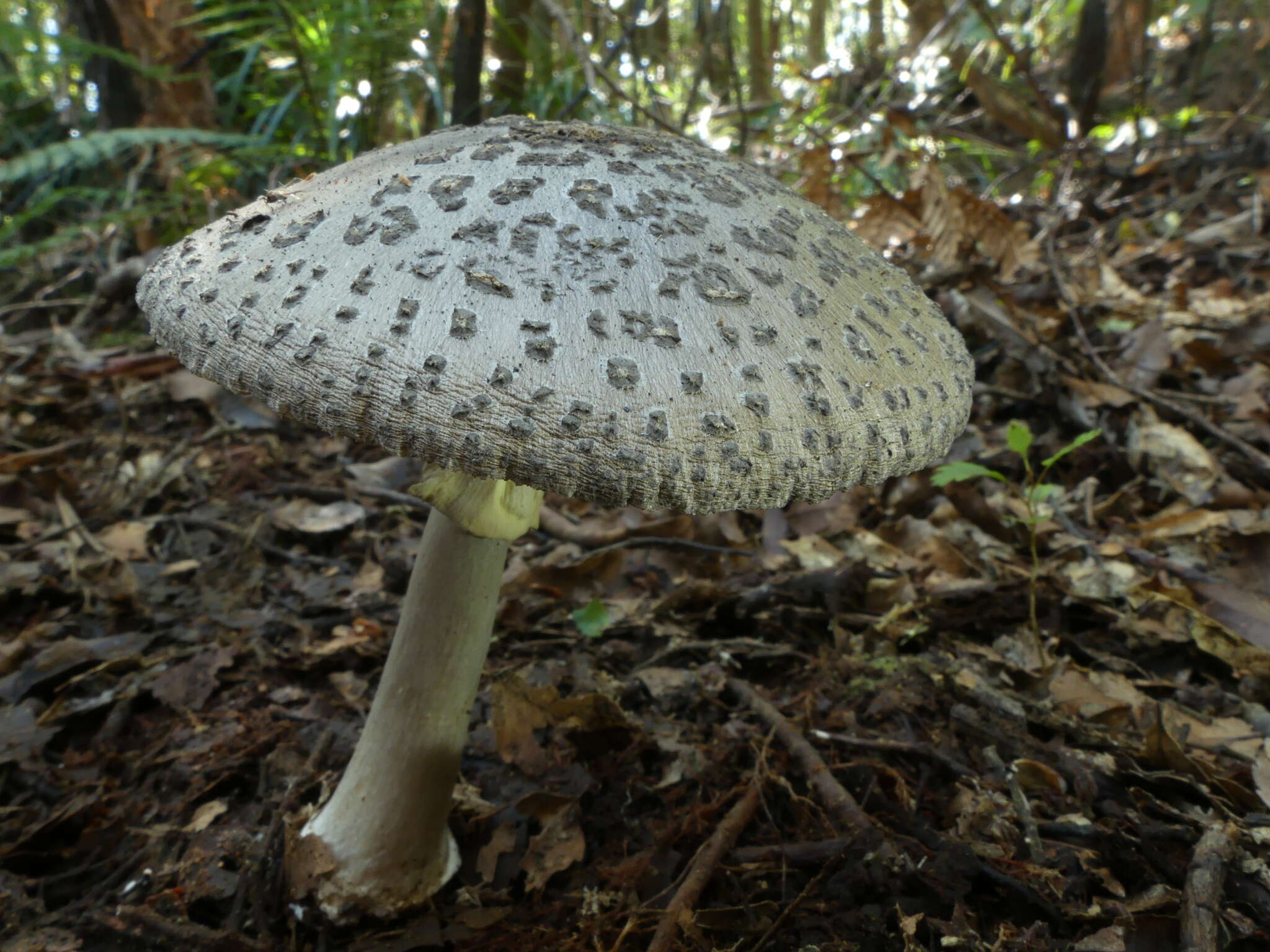 Plancia ëd Amanita karea G. S. Ridl. 1991