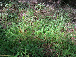 Image of whitegrass