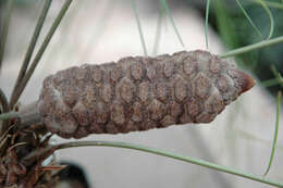 Image of Cycad