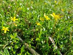 Image of Ranunculus amphitrichus Colenso