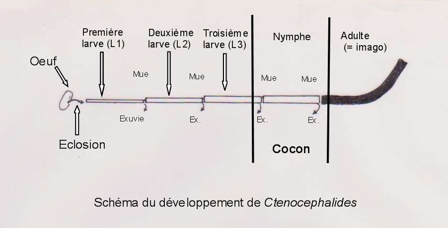 Ctenocephalides felis (Bouche 1835) resmi