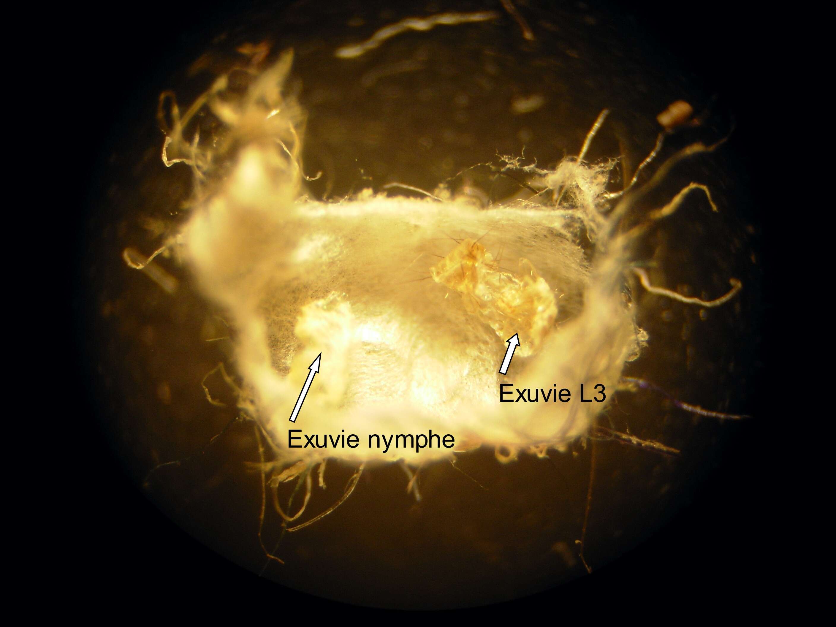 Ctenocephalides felis (Bouche 1835) resmi