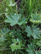 Слика од Alchemilla xanthochlora Rothm.