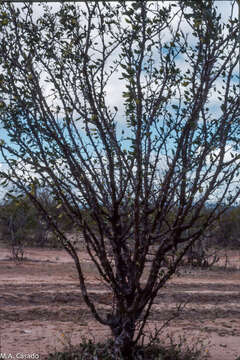 Image of Cnidoscolus quercifolius Pohl