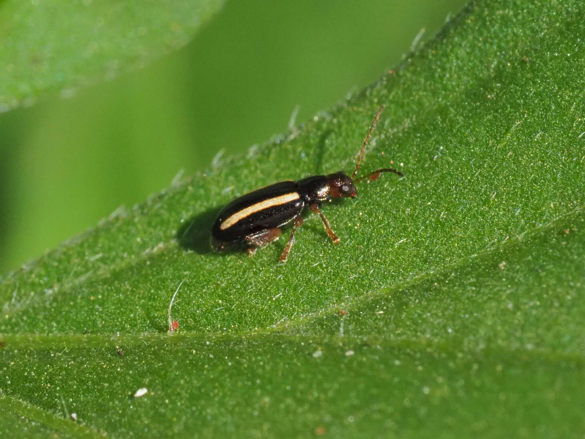 Image of Elongate Flea Beetle