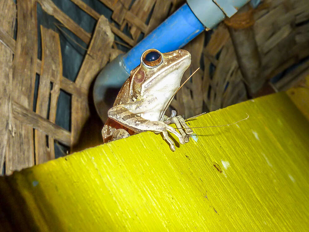 Image of Himalayan Tree Frog