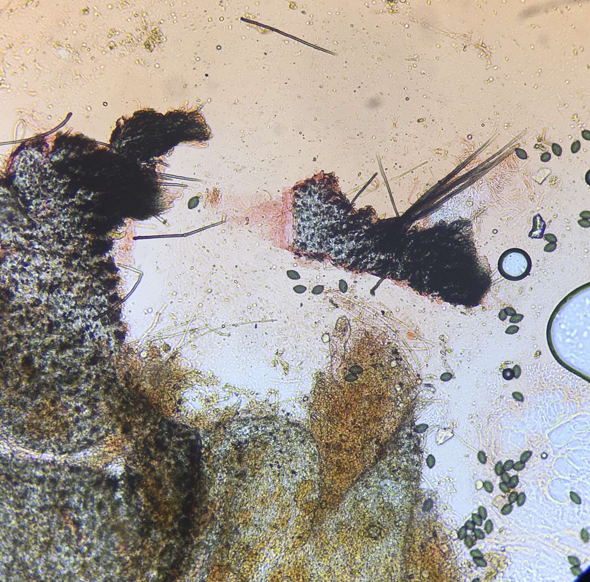 Image of Podospora setosa (G. Winter) Niessl 1883