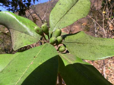 Image of Manilkara hexandra (Roxb.) Dubard