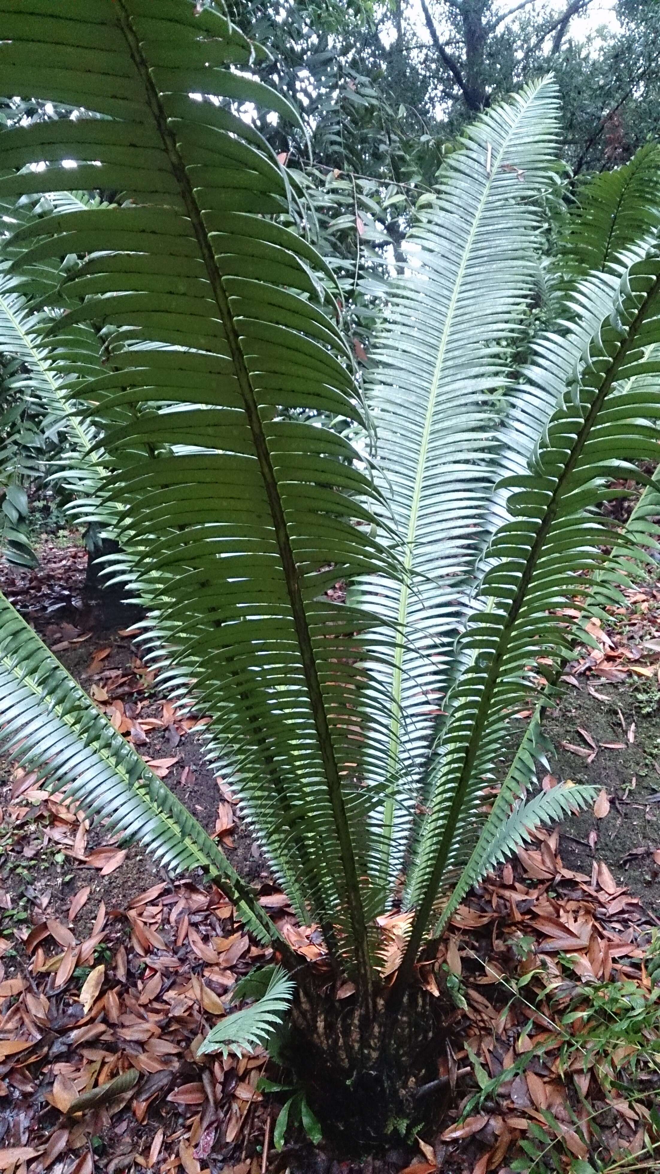 Image de Encephalartos kisambo Faden & Beentje