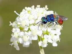 <i>Chrysis scutellaris</i> resmi