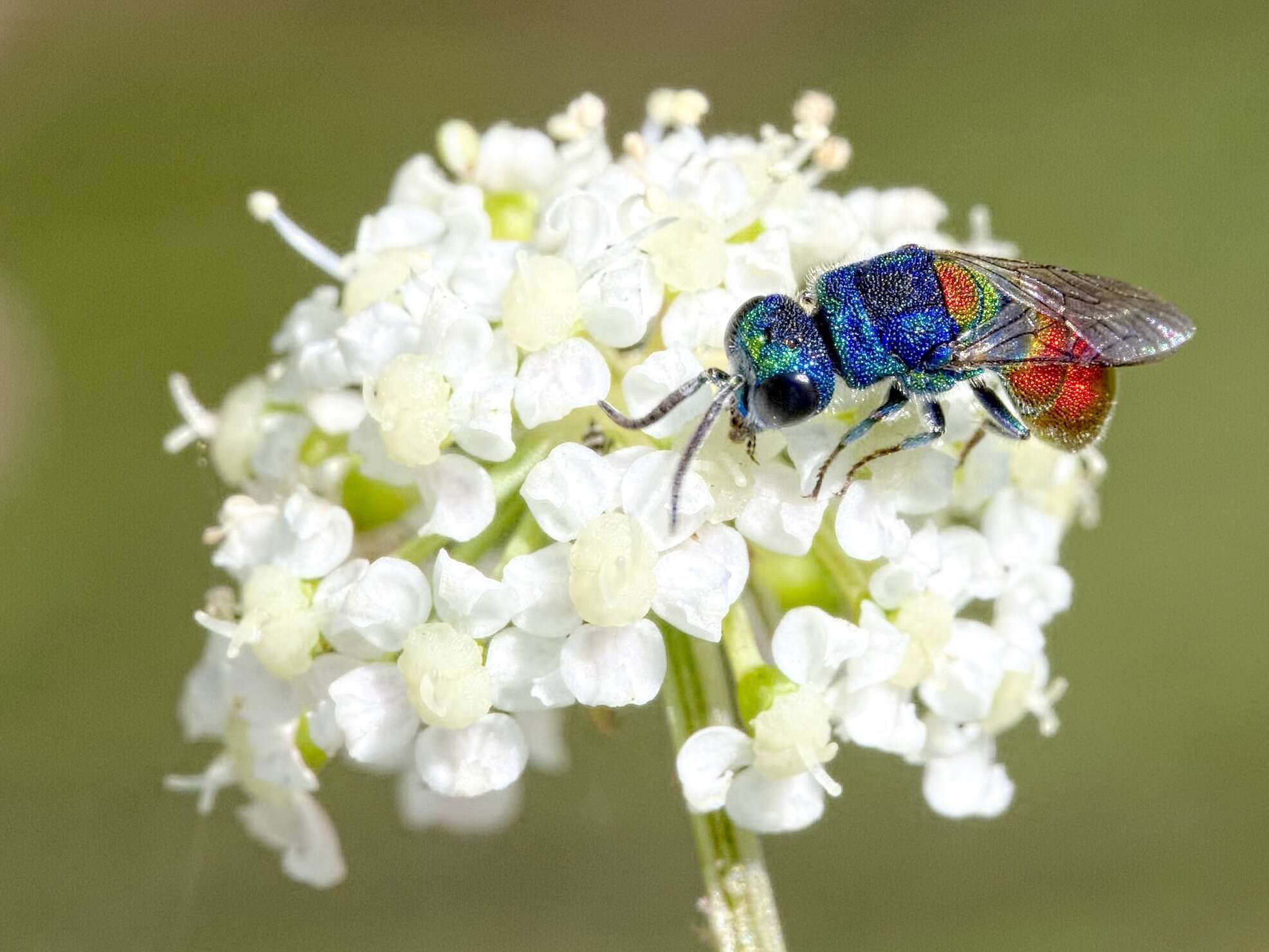 Image of <i>Chrysis scutellaris</i>