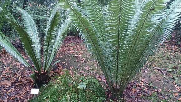 Image of Voi Cycad