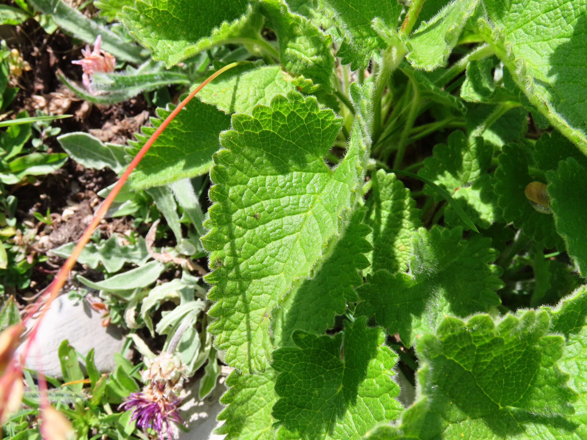 Image of Betonica alopecuros subsp. divulsa (Ten.) Bartolucci & Peruzzi