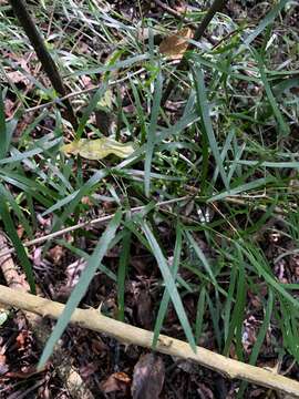 Image of Asparagus falcatus L.