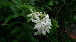 Image de Jasminum multiflorum (Burm. fil.) Andrews