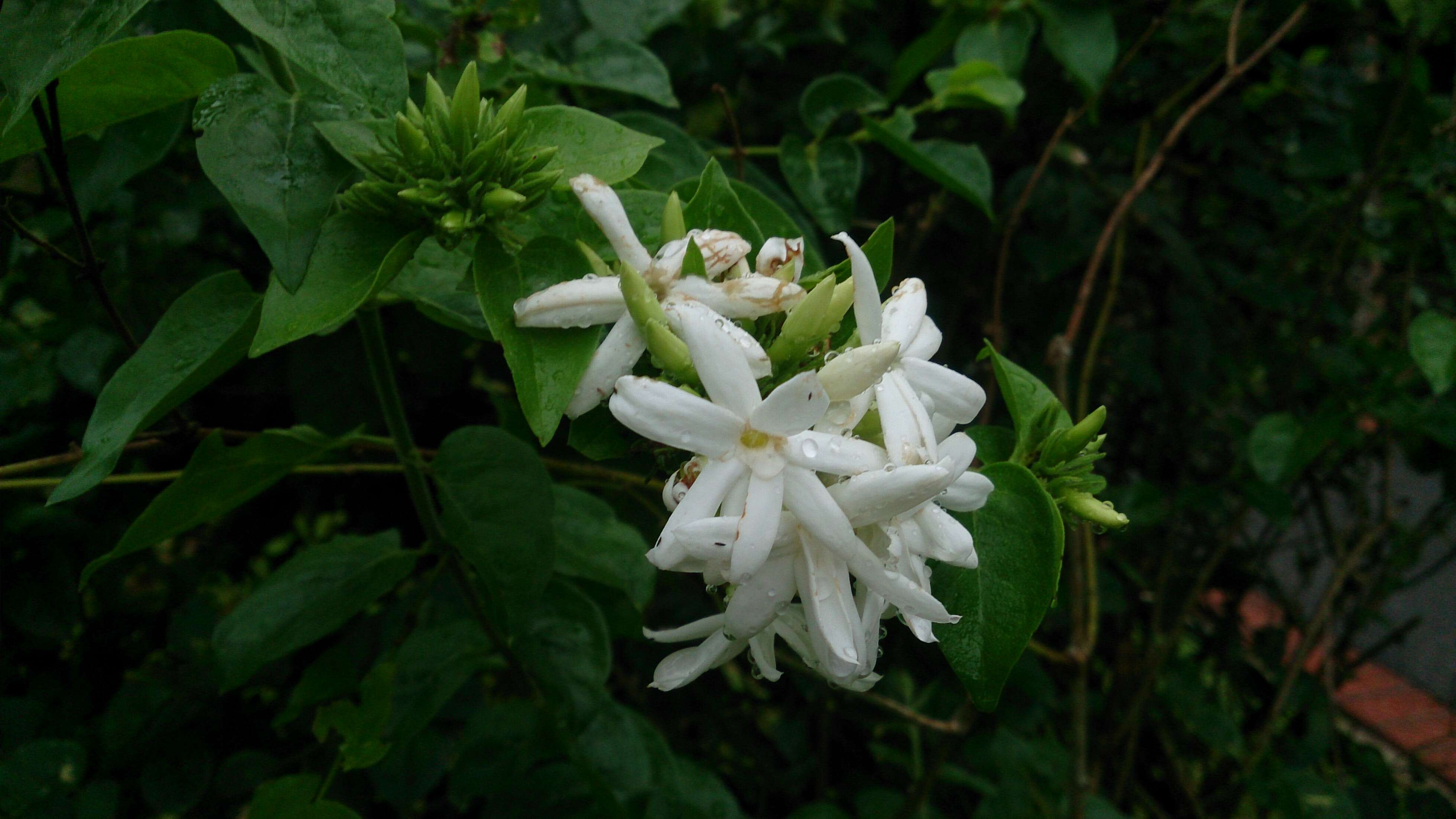 Image de Jasminum multiflorum (Burm. fil.) Andrews