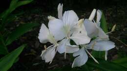 Imagem de Hedychium coronarium J. Koenig