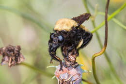 Image of Laphria macquarti (Banks 1917)