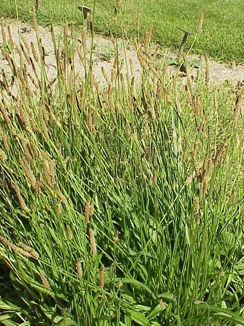 Image of Ribwort Plantain