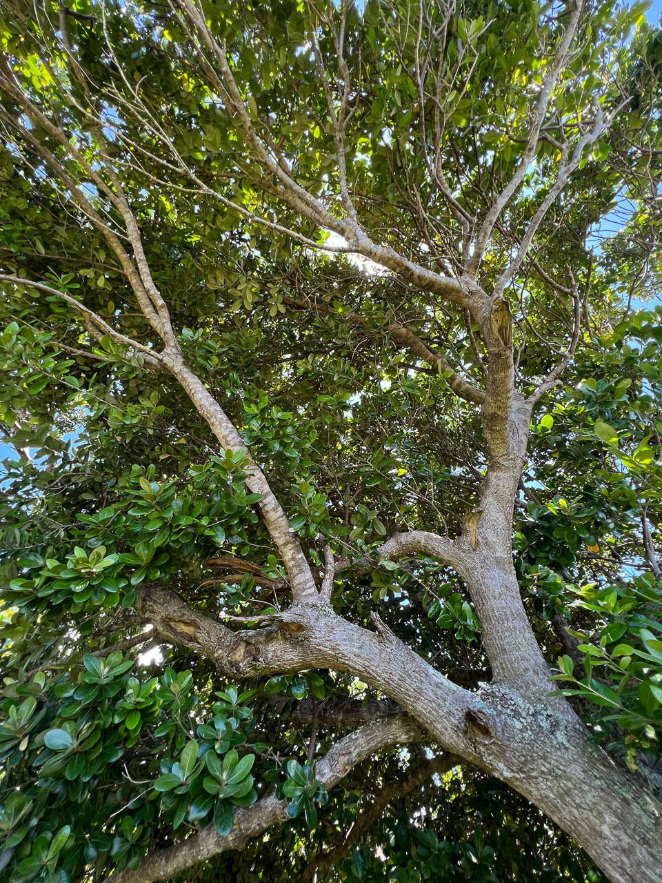 Image of Planchonella cinerea (Pancher ex Baill.) P. Royen