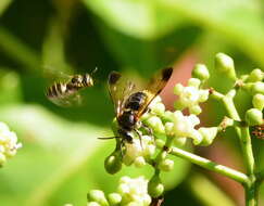 Image of Nomia fuscipennis Smith 1875