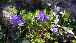 Image of Common Periwinkle