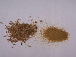 Image of cumin