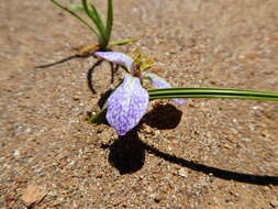 Mastigostyla hoppii R. C. Foster resmi