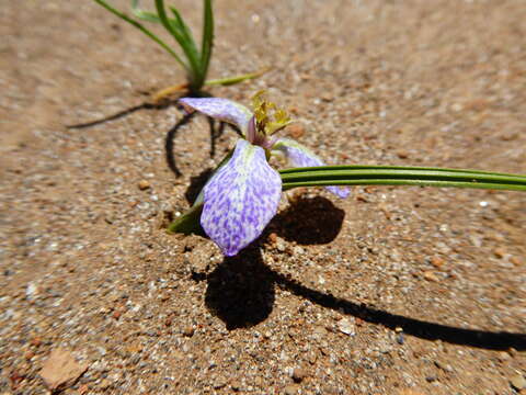 Image of Mastigostyla hoppii R. C. Foster