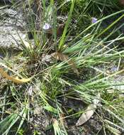 Image de Utricularia barkeri R. W. Jobson