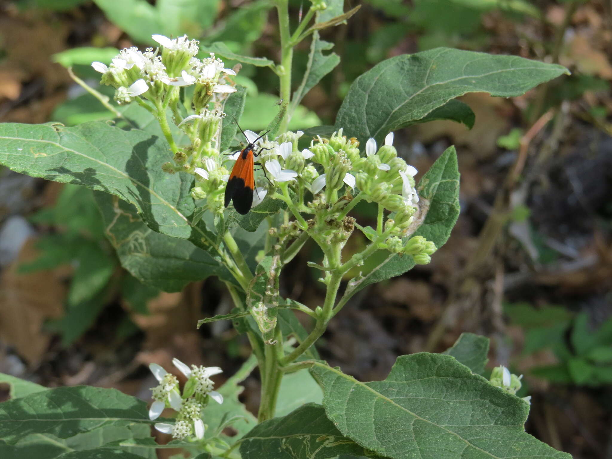 Image of Black-and-yellow Lichen Moth