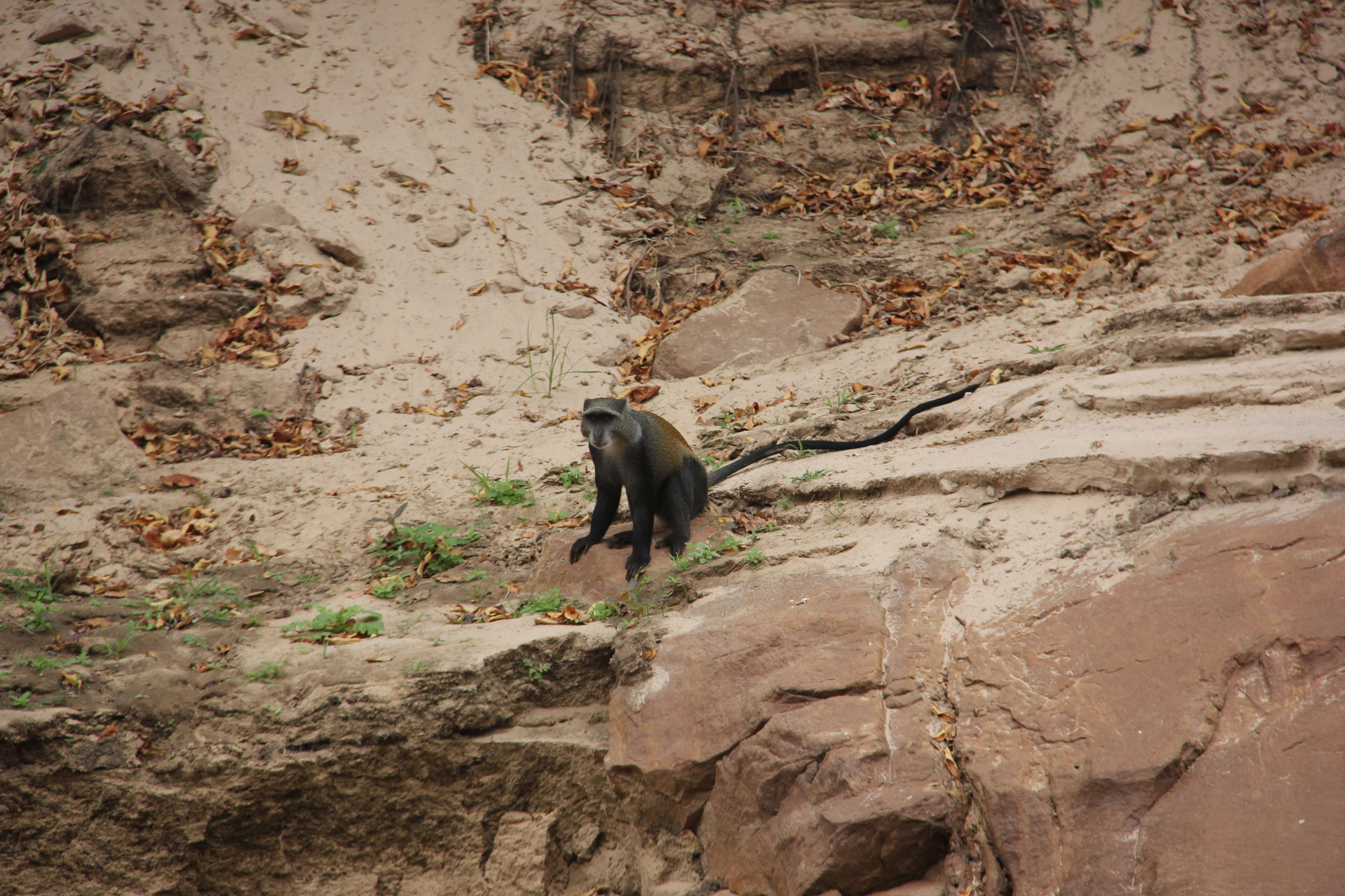 Image of blue monkey