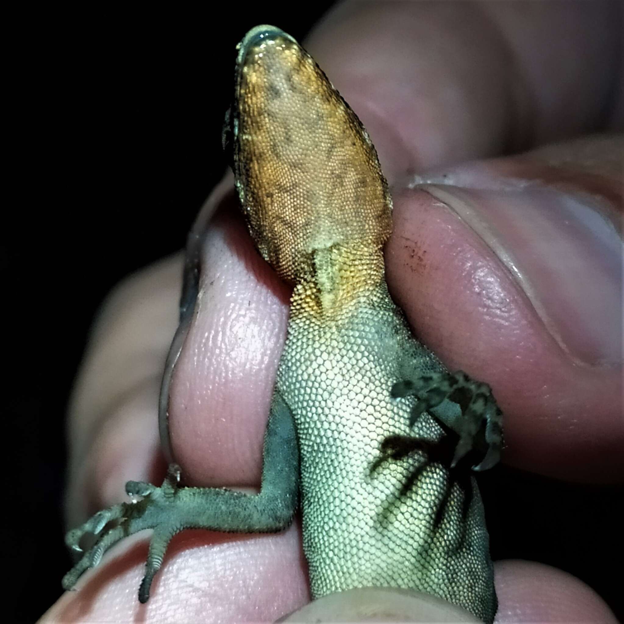 Image of Granular Anole