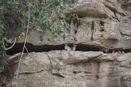 Image of Bush Hyrax