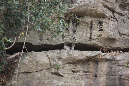 Слика од Heterohyrax Gray 1868