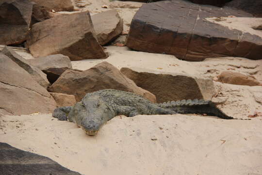 Image of Nile crocodile