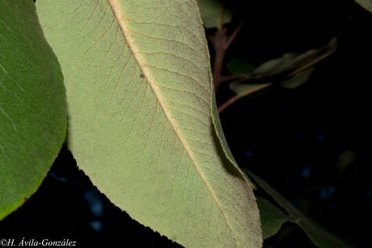 Image of Arbutus madrensis M. S. González-Elizondo